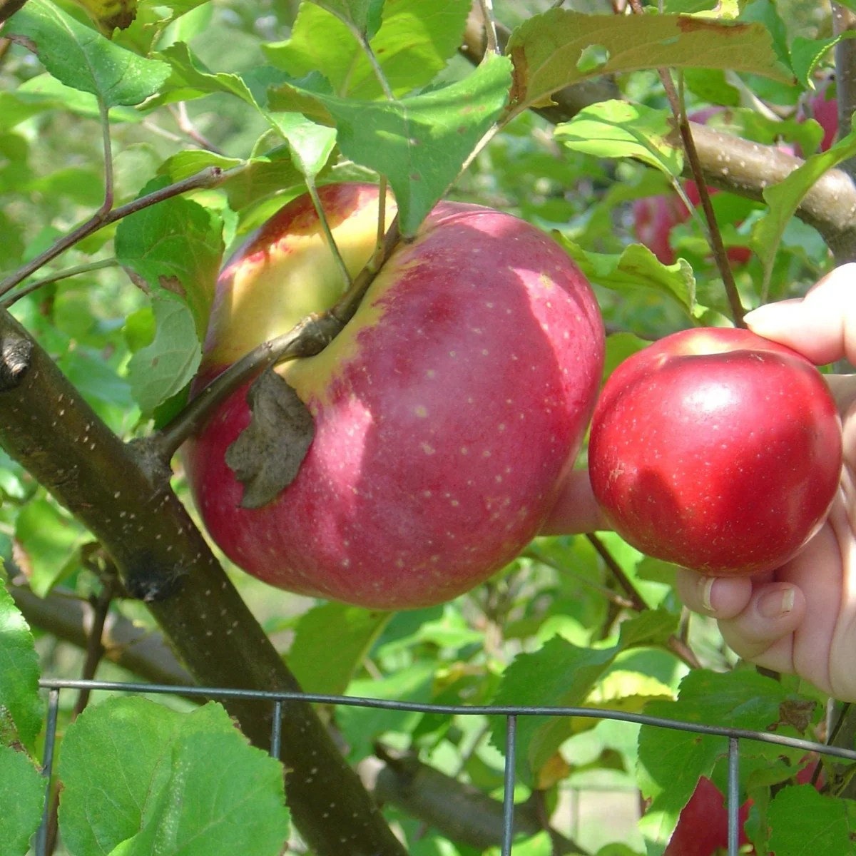 Wolf river apple