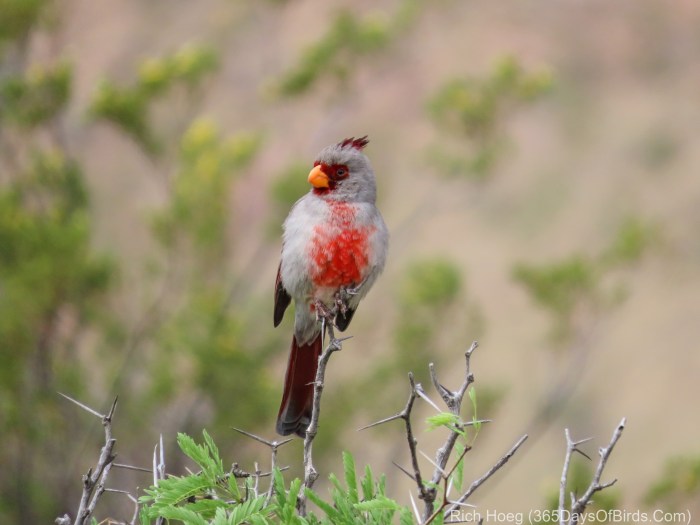 Birds and Hiking: A Springtime Adventure