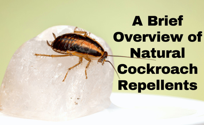 Cockroach repellent natural leaves roach plant killer pest repellents bugs cockroaches bay essential oils oil repellant roaches never kill tips