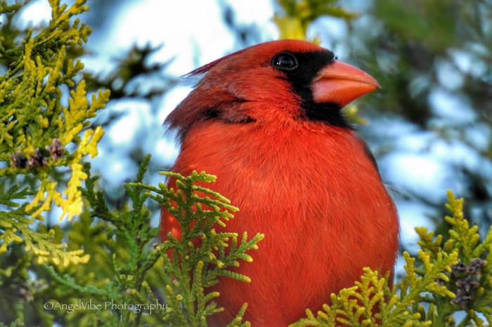 Springtime cardinal depthoffield closeup northcarolina brightcolors wallhere