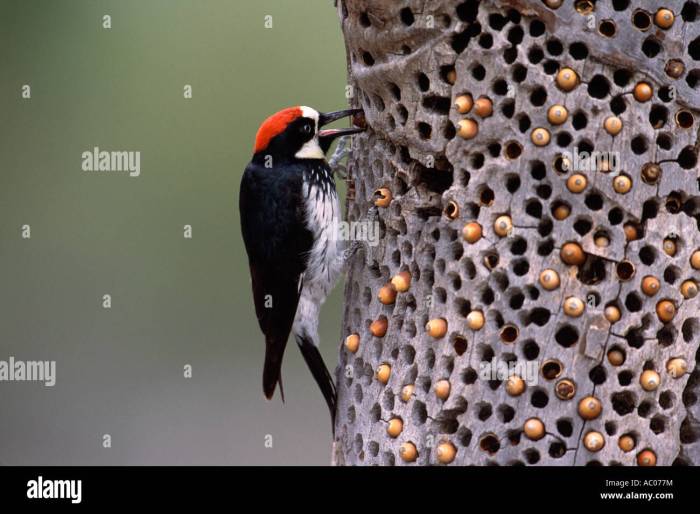 Birds and Nuts: A Springtime Cache