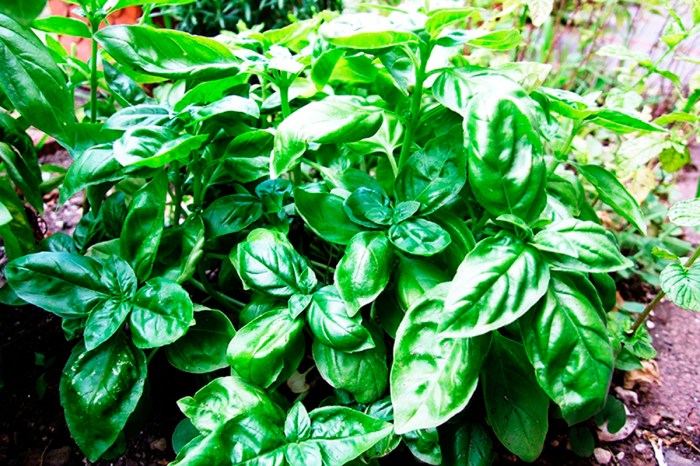 The use of basil as a natural repellent