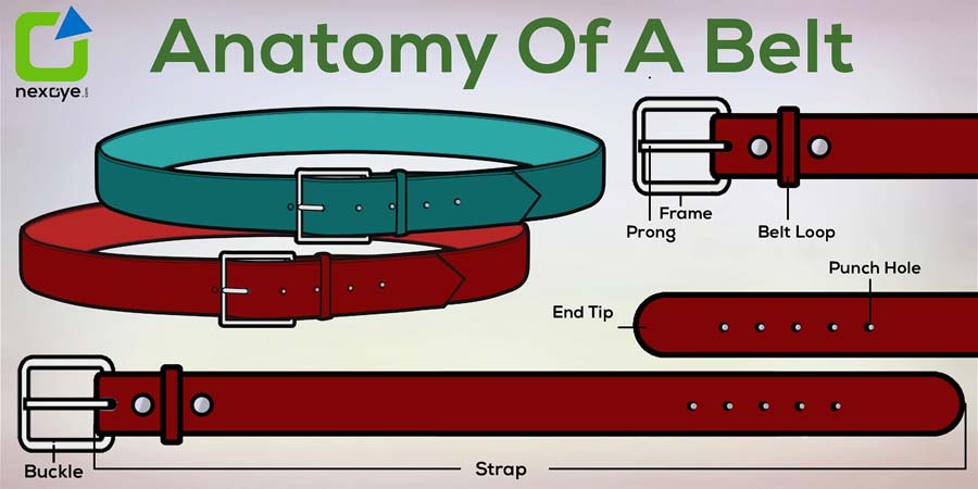 Belt leather anatomy nice