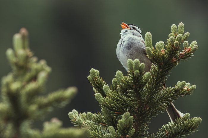 Birdsong and Mental Health: A Springtime Remedy