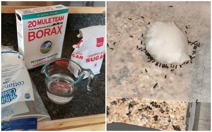 Ants rid get borax ingredients ant killer three carpet cleaning using hacks management sugar only needed supplies recipe