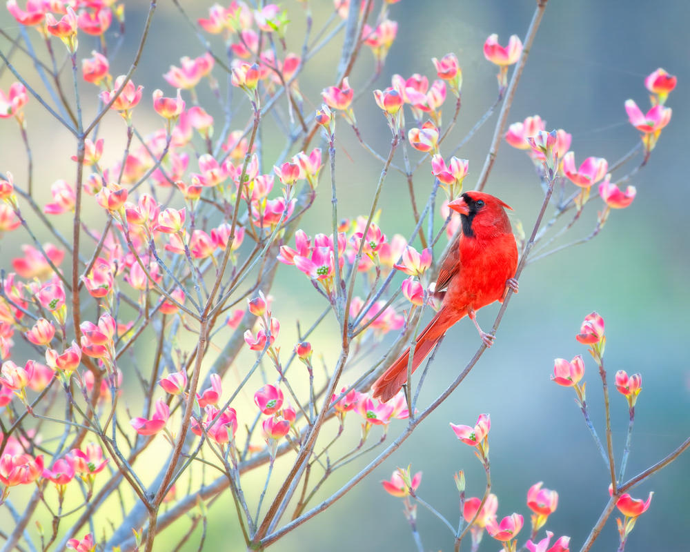 Springtime painting bird blues choose board