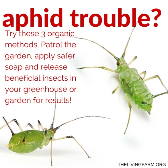 Aphid repellents aphids rid