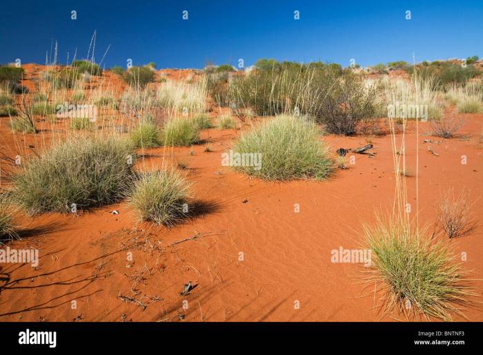 Desert wildflower az springtime time arizona spring marana wildflowers equal wasteland does not southern