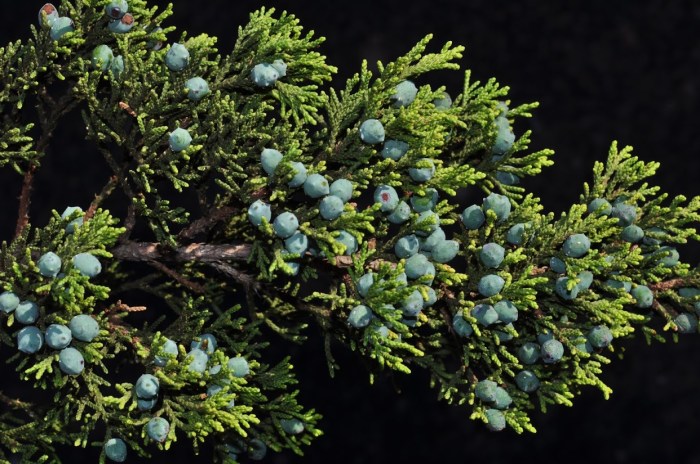 Mountain cedar san antonio