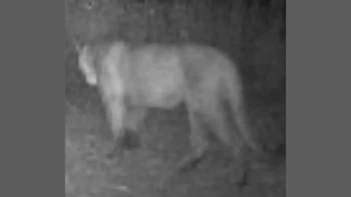 Fort randall dam south dakota mountain lion sightings