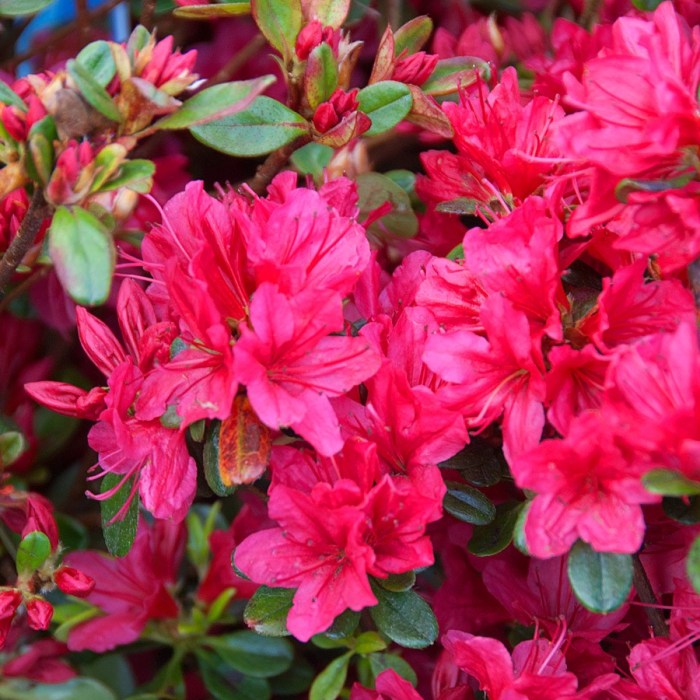 Birds and Azaleas: A Springtime Color