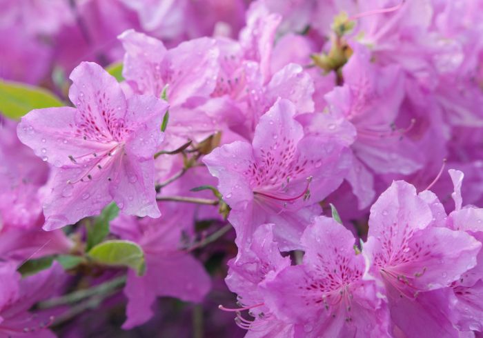 Azalea azaleas pruning planting shrubs bloom landscaping azalee coltivazione southernliving brookings bush oregon koki piante cespugli beds shrub giardino informativa