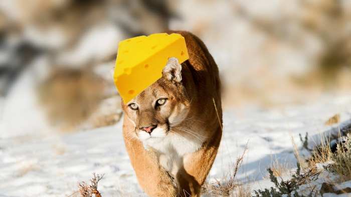 Mountain lion wisconsin