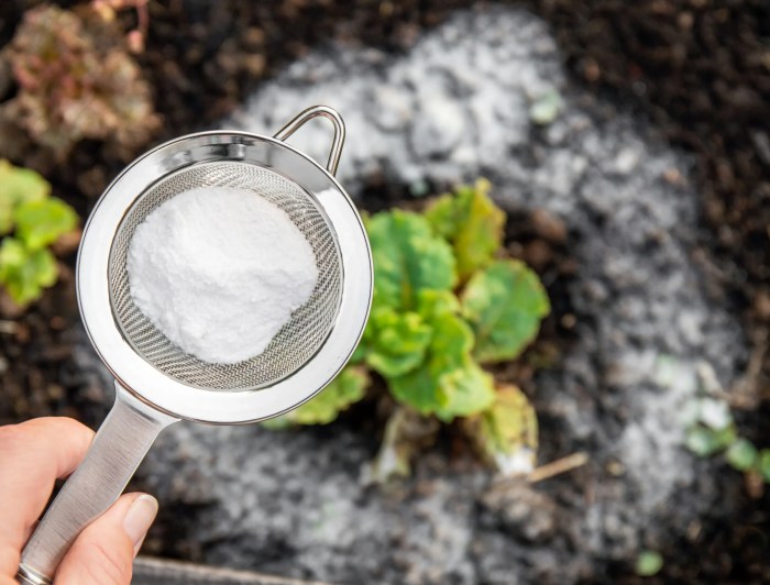 The use of baking soda to control slugs and snails