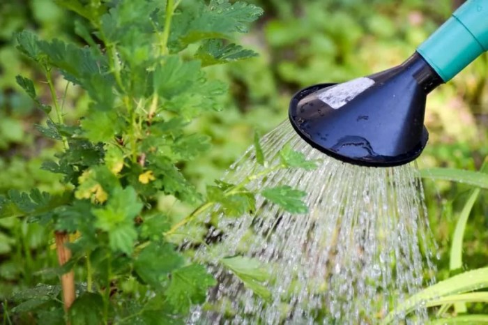 The use of baking soda to control slugs and snails