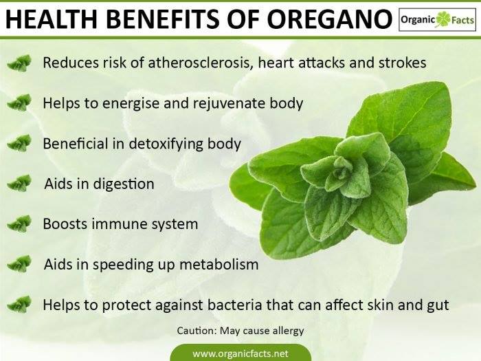 The benefits of oregano for bug control