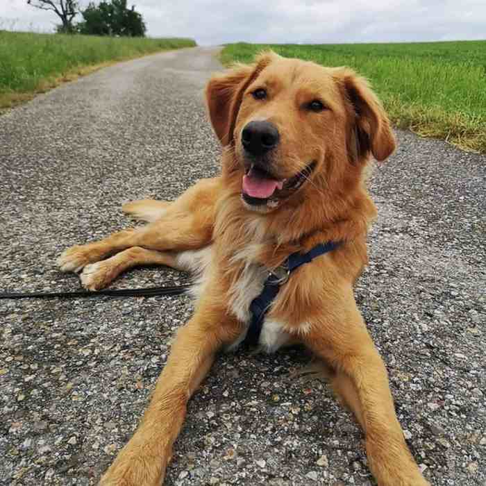 Retriever mountain golden dog summit maya