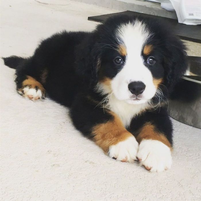 Bernese mountain puppy rescue