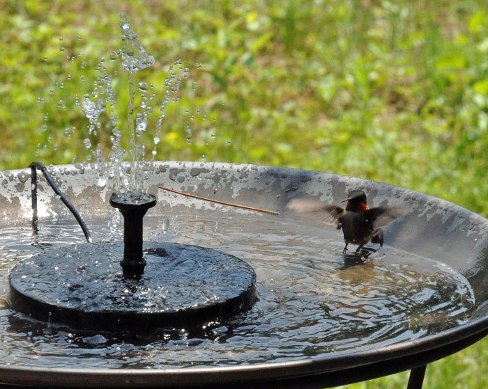 Bird Baths for Stress Relief: A Springtime Sanctuary