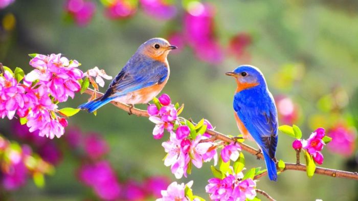 Paradise dancer riflebird queensland cgtn talented itself gettyimage