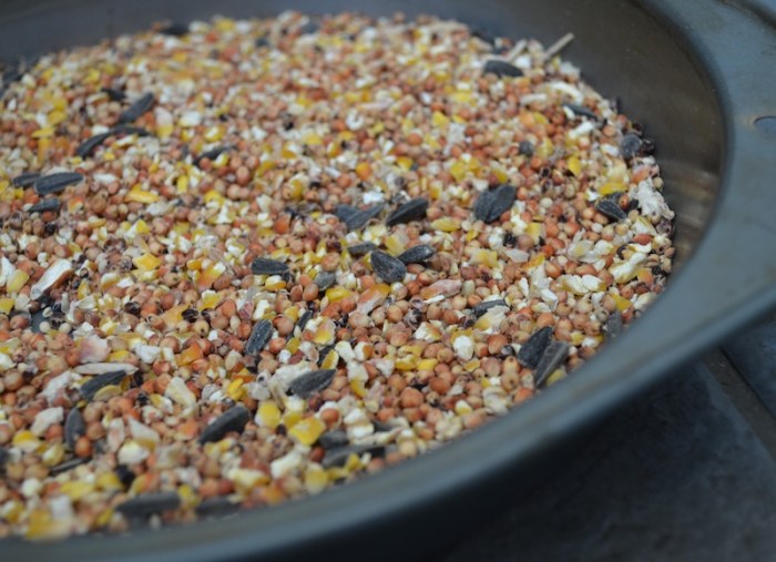 Birds and Seeds: A Springtime Snack