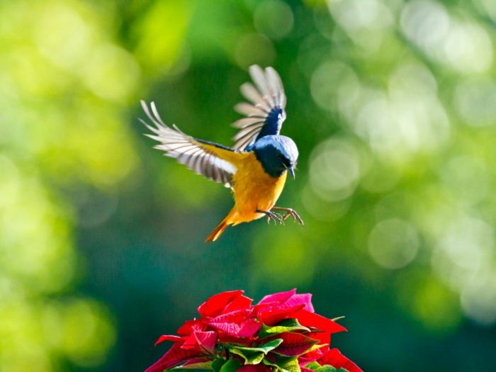 Bird Gardening for Happiness: A Springtime Joy