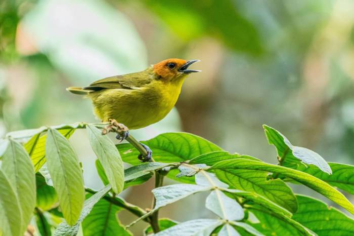 Birdsong and Nature Connection: A Springtime Experience