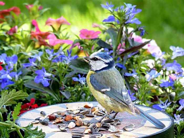 Bird Gardening: Attracting Birds to Your Spring Garden