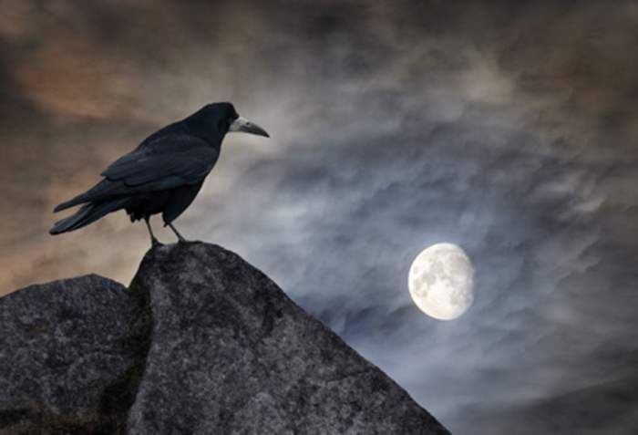 Birds and Omen Folklore: Good Luck and Bad Luck