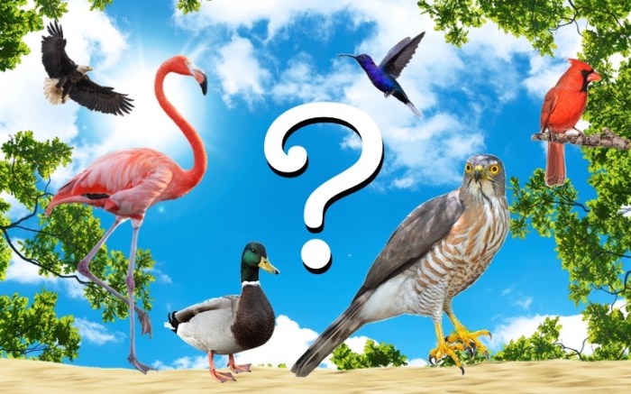 Bird Quizzes: A Springtime Challenge