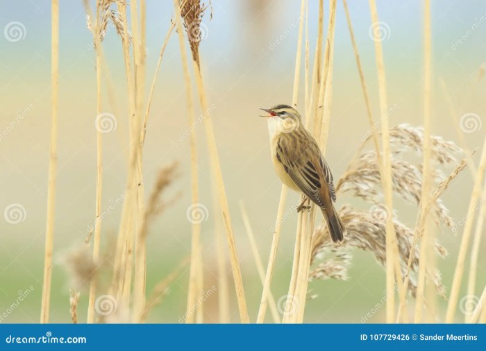 Birdsong in Instrumental Music: A Springtime Solo