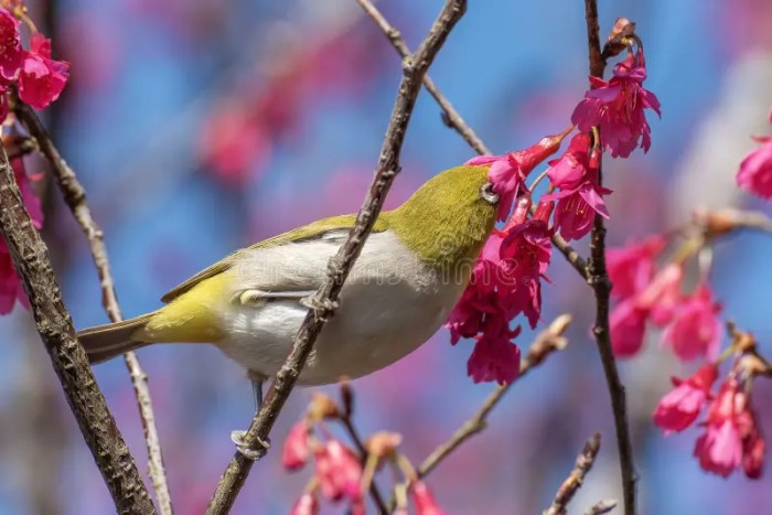 Birds and Nectar: A Springtime Feast