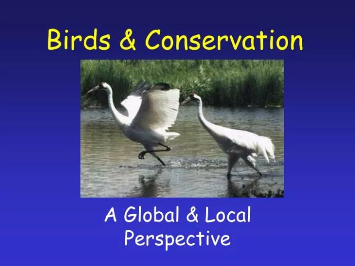 Bird Conservation: Protecting Birds in Spring