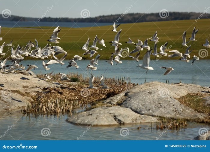 Golf wading pelicans occidentalis