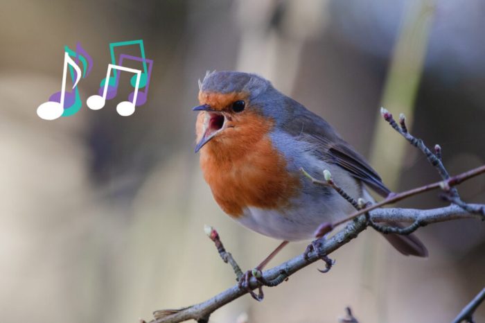 Birdsong and Sleep: A Springtime Lullaby