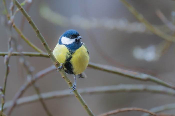 Birdwatching for Mental Health: A Springtime Therapy