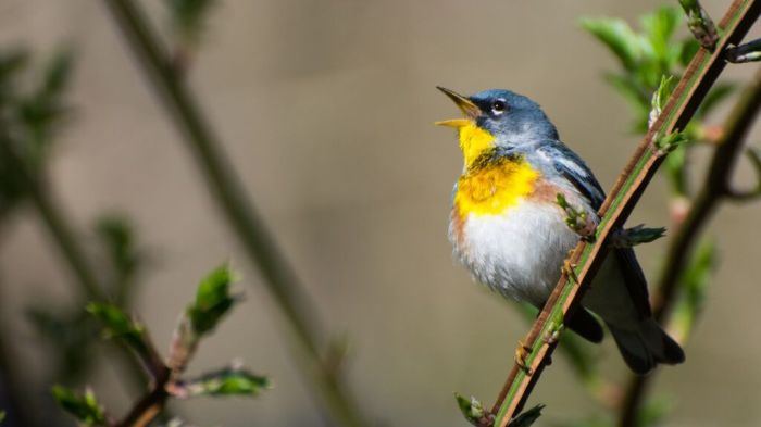 Birdsong and Productivity: A Springtime Boost