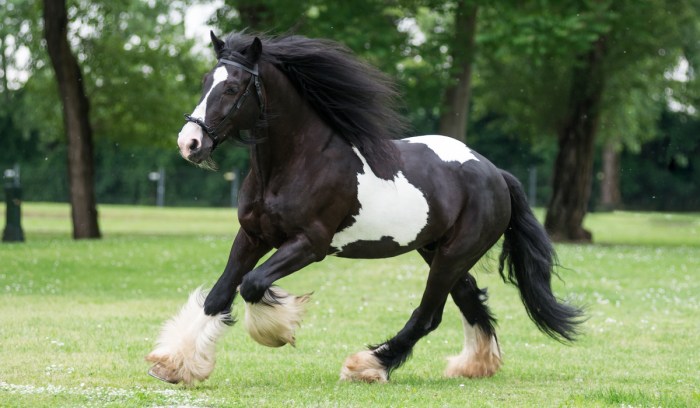 White horse black mountain north carolina