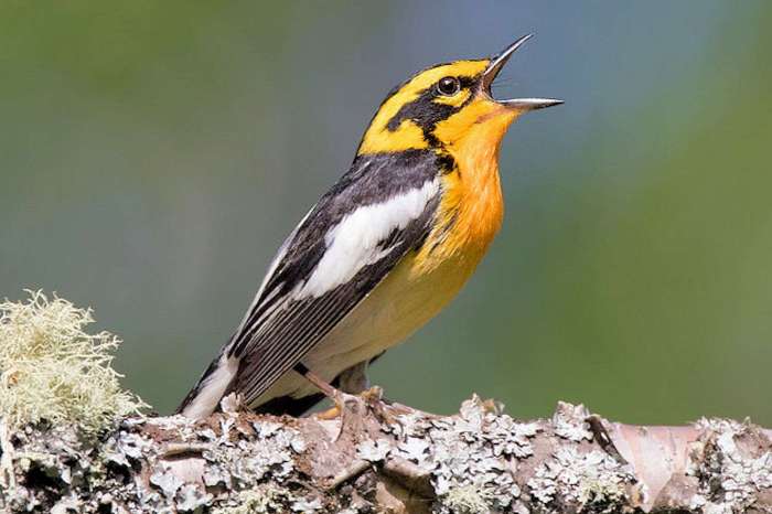 Spring singing birds