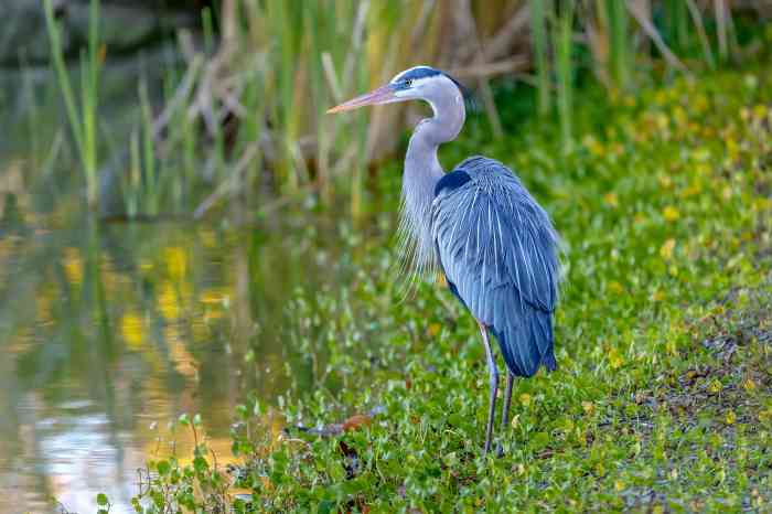 Birds of the Wetlands: Springtime by the Water