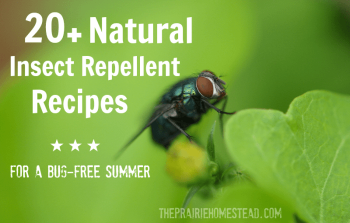 Ant spray homemade ants repellent essential rid get oils natural oil good naturallivingideas repellant diy house peppermint indoors article filed