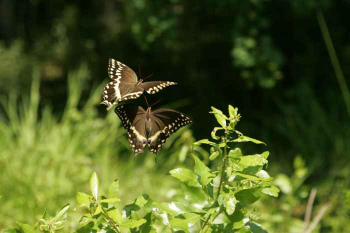 Birds and Butterflies: A Springtime Dance