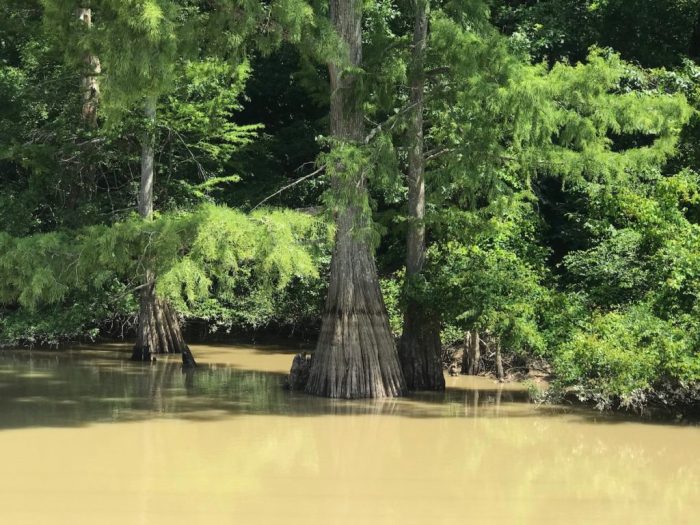 Cache river at patterson