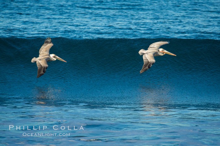 Birds and Surfing: A Springtime Wave