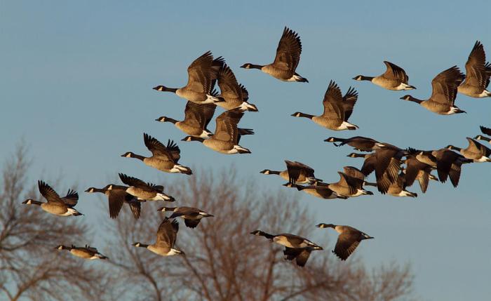 Geese as Signs of Migration and New Beginnings