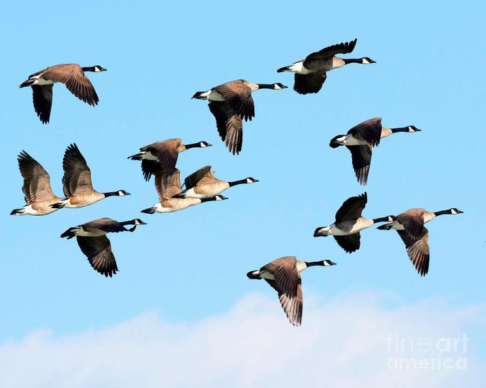 Geese as Signs of Migration and New Beginnings