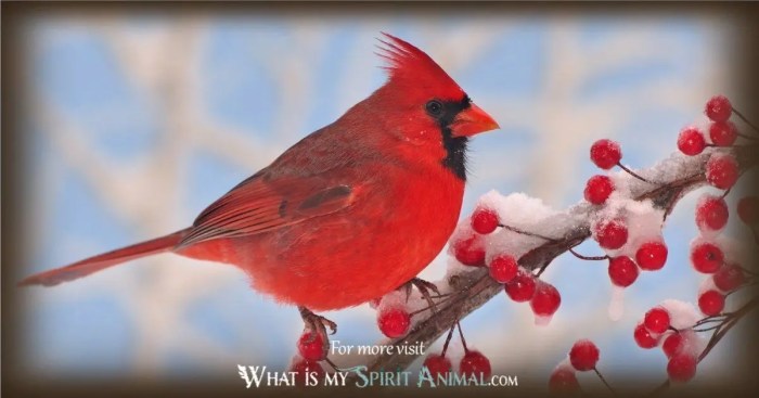 Cardinals as Symbols of Passion and Joy