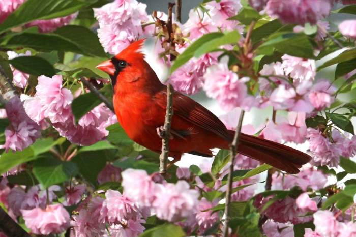 Cardinal cardinals blooms birdsandblooms cherry