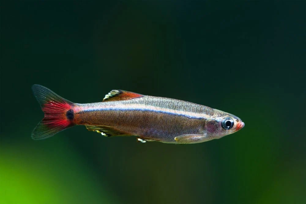 Cloud minnow white mountain fish freshwater species aquarium michael pet profile