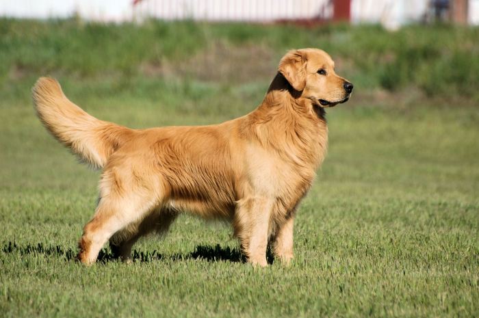 Golden retriever